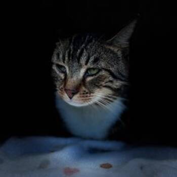 Rescue Domestic Short Hair and Tabby Cats for Adoption in Lodi, California - Buster | PetCurious