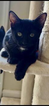 Spot -  Domestic Short Hair Cat for Adoption in Scottsdale, Arizona - Spot | PetCurious