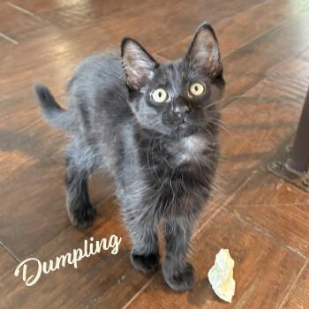 Dumpling #Bellaire-quartet -  Bombay and Domestic Short Hair Cat for Adoption in Houston, Texas - Dumpling #Bellaire-quartet | PetCurious