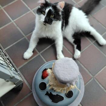 Lenny -  Domestic Long Hair Cat for Adoption in Littleton, New Hampshire - Lenny | PetCurious