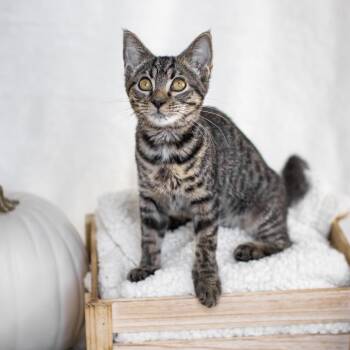 Wasabi -  Domestic Short Hair Cat for Adoption in Pompano Beach, Florida - Wasabi | PetCurious