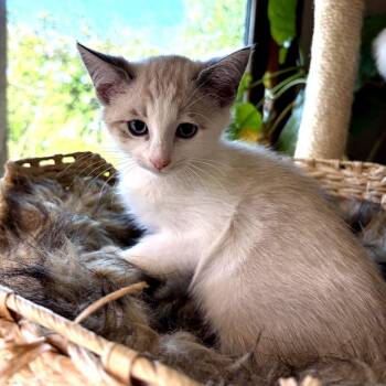 Domestic Short Hair Cats Available for Adoption - Biscuit | PetCurious