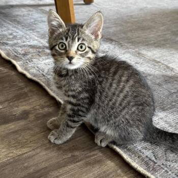 Domestic Short Hair Cats Available for Adoption in Chino Hills, California - Kiwi - Chino Hills Location | PetCurious
