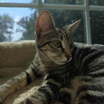 Cellestina -  Domestic Short Hair Cat for Adoption in Fredericksburg, Virginia - Cellestina | PetCurious
