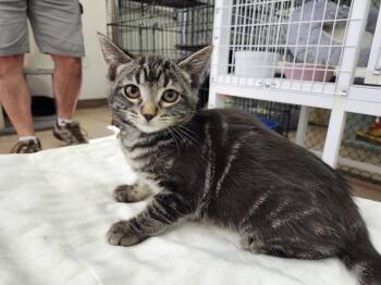 Rosie -  Domestic Short Hair Cat Available for Adoption in Youngtown, Arizona - Rosie | PetCurious