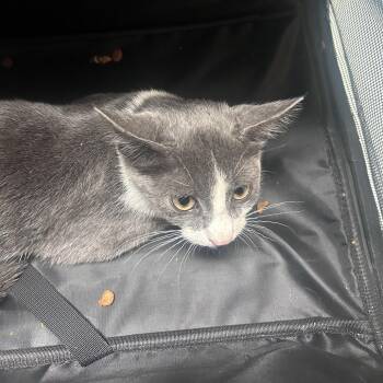 Bo Peep -  Domestic Short Hair Cat for Adoption in Philadelphia, Pennsylvania - Bo Peep | PetCurious
