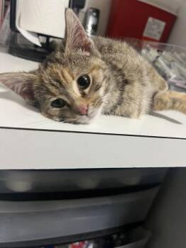 Domestic Short Hair Cats Available for Adoption - Marble | PetCurious