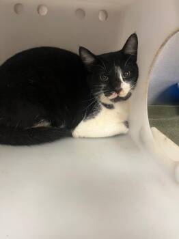 Domestic Short Hair Cats Available for Adoption - Ember | PetCurious