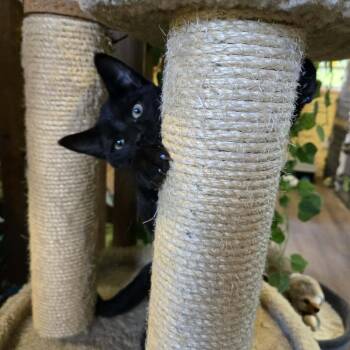 Puma -  Domestic Short Hair Cat for Adoption in Park Falls, Wisconsin - Puma | PetCurious