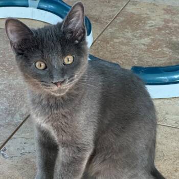 Capricorn -  Domestic Short Hair Cat for Adoption in Ashland, Virginia - Capricorn | PetCurious