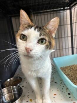 26-528 -  Domestic Short Hair Cat for Adoption in Barnesville, Georgia - 26-528 | PetCurious