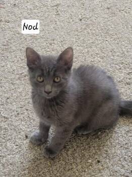 Domestic Short Hair Cats Available for Adoption in Ogden, Utah - Nod | PetCurious