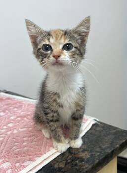 Lassie -  Domestic Short Hair and Calico Cat for Adoption in Wilmington, North Carolina - Lassie | PetCurious