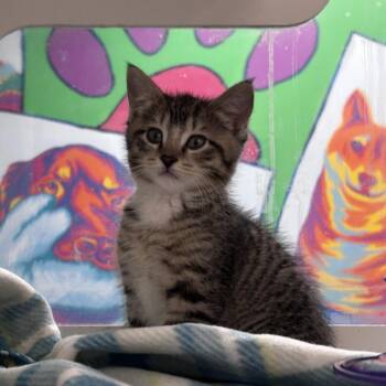 Brick -  Domestic Long Hair Cat for Adoption in Cheyenne, Wyoming - Brick | PetCurious