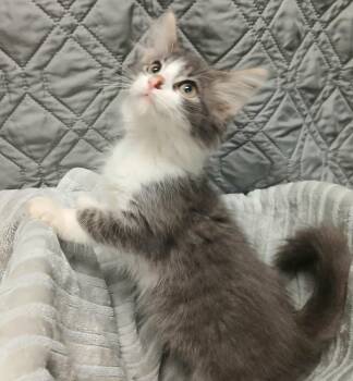 HodgePodge -  Domestic Long Hair Cat for Adoption - HodgePodge | PetCurious
