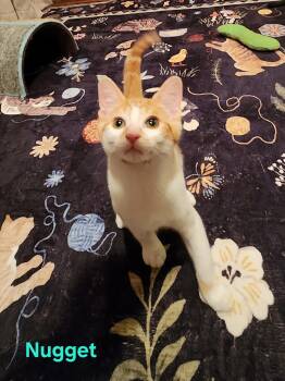 Nugget -  Domestic Short Hair Cat for Adoption in Warrington, Pennsylvania - Nugget | PetCurious