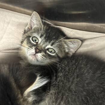 Zipper -  Domestic Short Hair Cat for Adoption in Philadelphia, Pennsylvania - Zipper | PetCurious