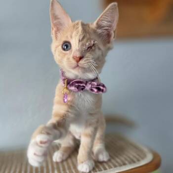 Poppy -  Domestic Short Hair Cat for Adoption in Lutz, Florida - Poppy | PetCurious