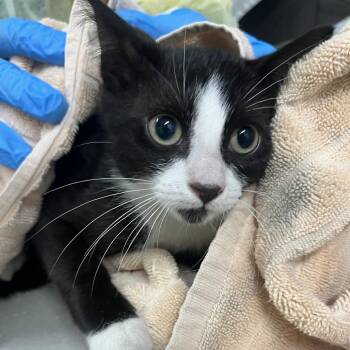Saturn -  Domestic Short Hair Cat for Adoption in Oak Park, Illinois - Saturn | PetCurious
