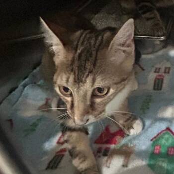 Frack -  Domestic Short Hair Cat for Adoption in Carlyle, Illinois - Frack | PetCurious
