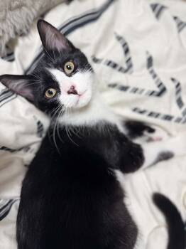 Sesame AND Cayenne -  Domestic Short Hair Cat for Adoption in Rochester, New Hampshire - Sesame AND Cayenne | PetCurious