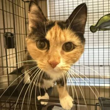 Rescue Domestic Short Hair Cats for Adoption in Inwood, West Virginia - Calico Mom | PetCurious