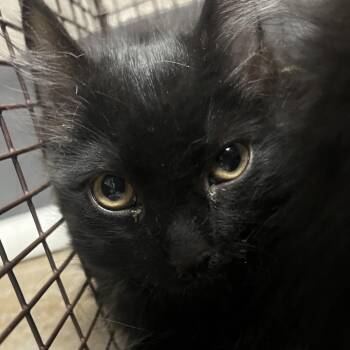 Domestic Medium Hair Cats Available for Adoption in Yuma, Arizona - Everlong | PetCurious