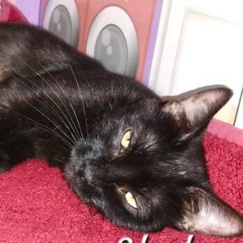 Rescue Domestic Short Hair Cats for Adoption in Rochester, Minnesota - Grace | PetCurious