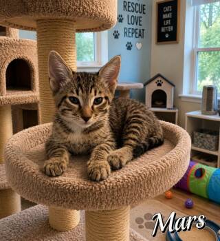 Mars -  Domestic Short Hair Cat for Adoption in Mountain Home, Arkansas - Mars | PetCurious