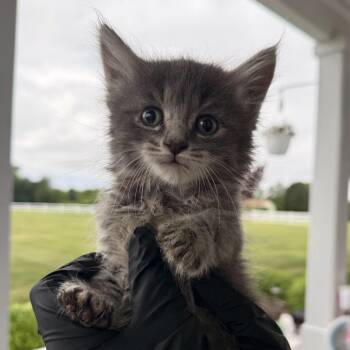 Token (in Stevensville, MD) -  Domestic Long Hair Cat Available for Adoption - Token (in Stevensville, MD) | PetCurious