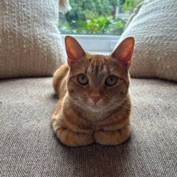 Rescue Domestic Short Hair Cats for Adoption in Montreal, Quebec - Tallinn | PetCurious