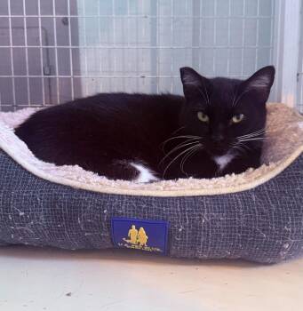 Domestic Short Hair Cats Available for Adoption in Kingsland, Georgia - Velma | PetCurious
