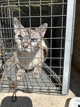 A479103 -  Siamese and Domestic Short Hair Cat for Adoption in Oklahoma City, Oklahoma - A479103 | PetCurious