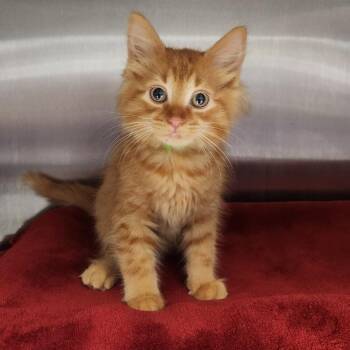 Huckleberry -  Domestic Long Hair Cat for Adoption in Fort Wayne, Indiana - Huckleberry | PetCurious