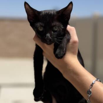Lexi Kitty -  Domestic Short Hair Cat for Adoption in Oceanside, California - Lexi Kitty | PetCurious