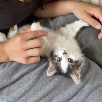 Lola -  Domestic Medium Hair Cat for Adoption in Cornwall, Ontario - Lola | PetCurious