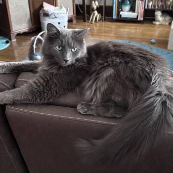Baxter -  Domestic Long Hair Cat for Adoption in Lexington, Kentucky - Baxter | PetCurious