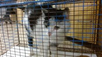COCO -  Domestic Short Hair Cat for Adoption in Doral, Florida - COCO | PetCurious