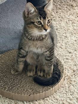 Sanibel -  Tabby and Domestic Short Hair Cat for Adoption in Melbourne, Florida - Sanibel | PetCurious