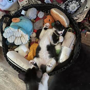 Fiona -  Domestic Short Hair Cat for Adoption in Port Richey, Florida - Fiona | PetCurious