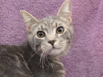 Domestic Short Hair Cats Available for Adoption - Black Star | PetCurious