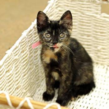 Kristen -  Domestic Short Hair Cat for Adoption in Houston, Texas - Kristen | PetCurious