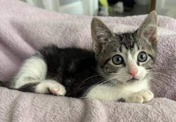 Rescue Domestic Short Hair Cats for Adoption in Long Beach, New York - Sam Goody | PetCurious