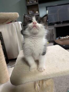 Rescue Domestic Medium Hair Cats for Adoption - Windsor | PetCurious