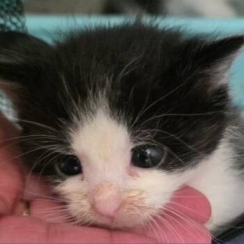 Black Bart -  Domestic Short Hair Cat for Adoption in Gloucester, Virginia - Black Bart | PetCurious