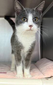 Domestic Short Hair Cats Available for Adoption - Walnut | PetCurious