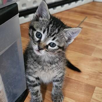 Trinity -  Domestic Short Hair Cat Available for Adoption in Lumberton, North Carolina - Trinity | PetCurious