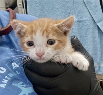 Domestic Short Hair Cats Available for Adoption in Chula Vista, California - A272197 | PetCurious