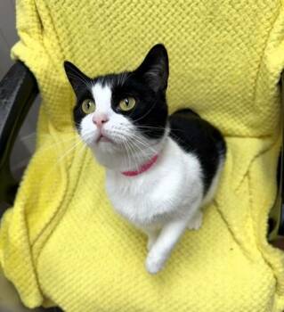 Swirl -  Domestic Short Hair Cat for Adoption in Medina, Ohio - Swirl | PetCurious