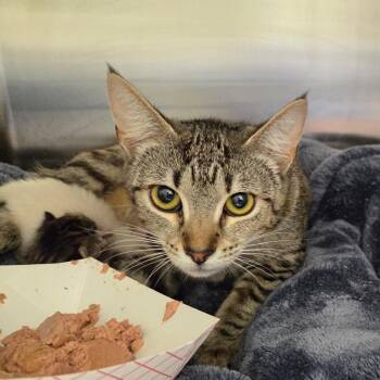 Wren -  Domestic Short Hair Cat for Adoption in Chattanooga, Tennessee - Wren | PetCurious